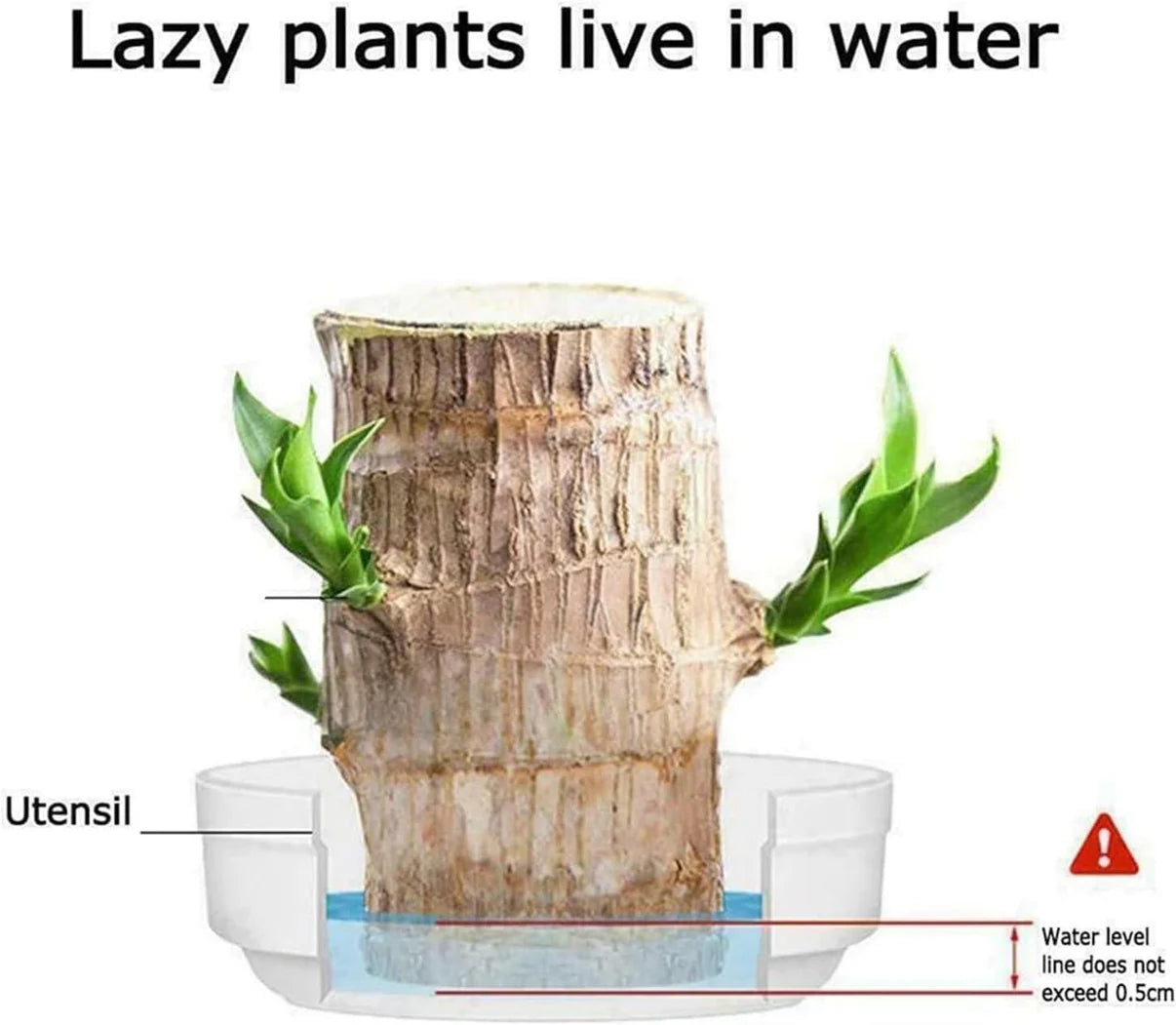 Lucky Brazil Wood Plant 🔥 Hot Selling 🔥 Buy 1 Get 1 Free