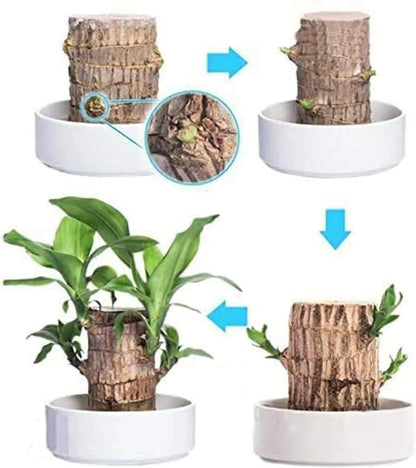 Lucky Brazil Wood Plant 🔥 Hot Selling 🔥 Buy 1 Get 1 Free