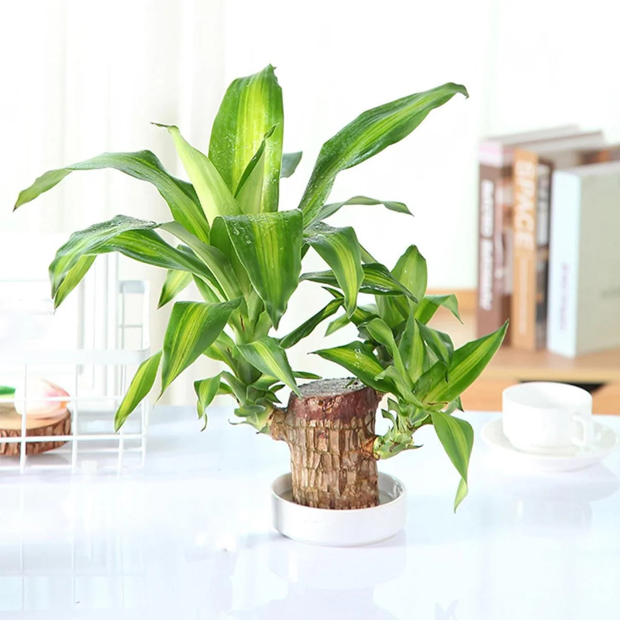 Lucky Brazil Wood Plant 🔥 Hot Selling 🔥 Buy 1 Get 1 Free