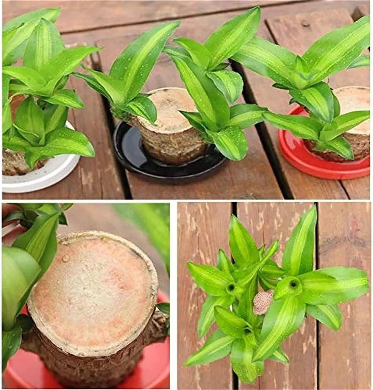 Lucky Brazil Wood Plant 🔥 Hot Selling 🔥 Buy 1 Get 1 Free