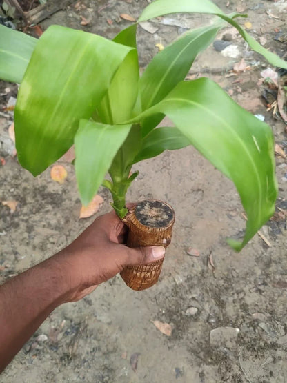 Lucky Brazil Wood Plant 🔥 Hot Selling 🔥 Buy 1 Get 1 Free