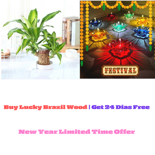 Buy Lucky Brazil Wood | Get 24 Pcs 3D WATER REFLECTIVE DIYA Free  🔥 New Year Special Offer  🔥